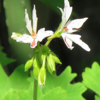 Pelargonium x hortorum 'Vectis Glitter' (stellartype)