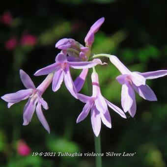 Tulbaghia violacea 'Silver Lace'