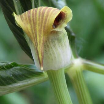 Arisaema flavum