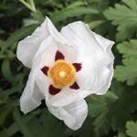 Cistus x purpureus 'Alan Fradd' - Cistus x purpureus 'Alan Fradd'