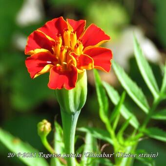 Tagetes patula 'Cinnabar' (Dixter strain)