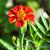 Tagetes patula 'Cinnabar' (Dixter strain)