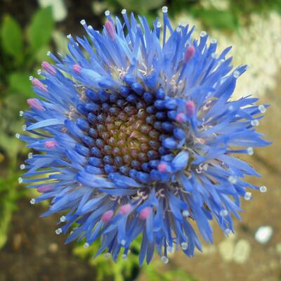 Jasione laevis 'Blaulicht' - Jasione laevis 'Blaulicht'