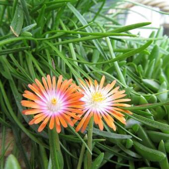 Delosperma cooperi 'JEWEL OF DESERT Topaz'