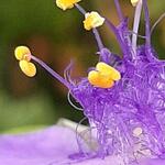 Tradescantia ohiensis - 