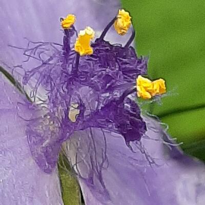 Tradescantia ohiensis - 