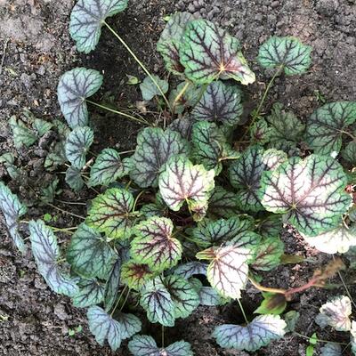 Heuchera 'Jade Gloss' - Heuchera 'Jade Gloss'