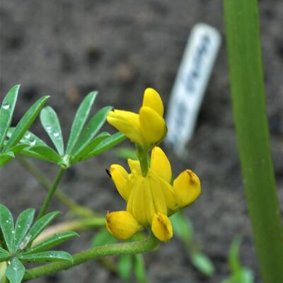 Lupinus luteus - 