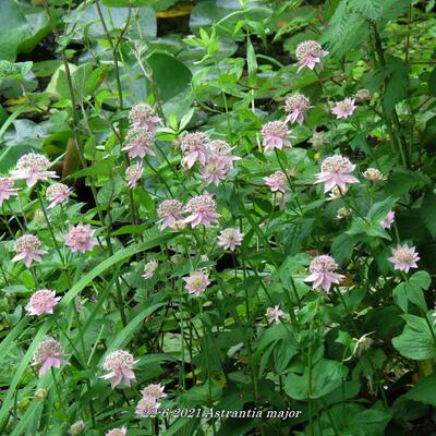 Astrantia major - Grande astrance