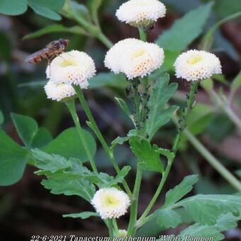 Tanacetum parthenium 'White Pompon'