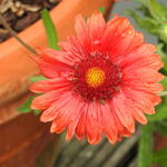 Gaillardia x grandiflora 'MESA Red' - 