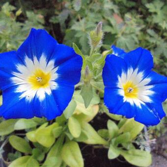 Convolvulus tricolor