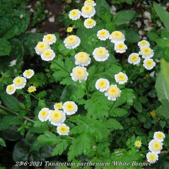 Tanacetum parthenium 'White Bonnet'