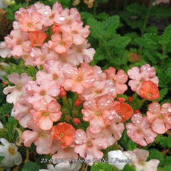 Verbena 'LANAI Peach'