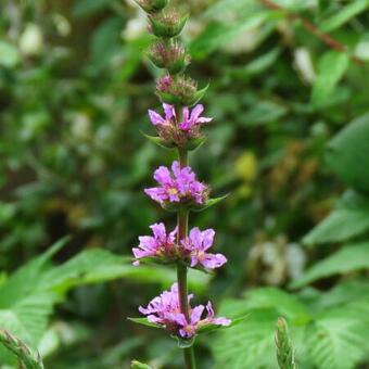 Lythrum salicaria