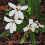 X Rhodoxis 'Hebron Farm Red Eye' - 