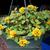 Lysimachia procumbens 'Golden Globes'