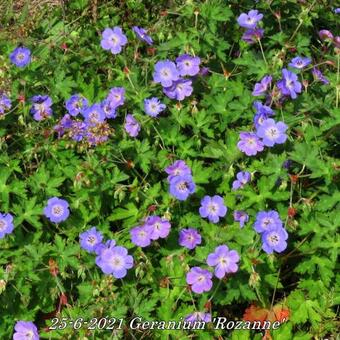 Geranium 'Rozanne'