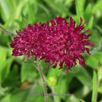 Knautia macedonica