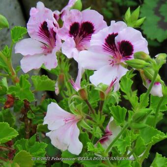 Pelargonium 'BELLA DONNA ANGEL Indy'