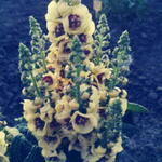 Verbascum 'Dark Eyes' - 