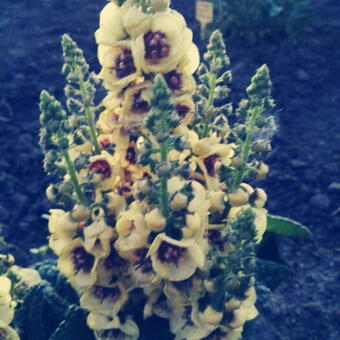 Verbascum 'Dark Eyes'