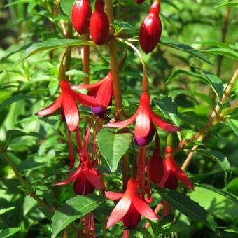 Fuchsia 'David'