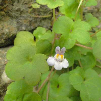 Cymbalaria muralis - Zimbelkraut - Cymbalaria muralis