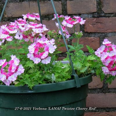 Verbena 'LANAI Twister Cherry Red' - 