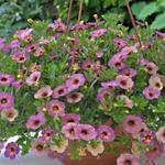 Calibrachoa 'Chameleon Blueberry Scone' - 