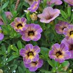 Calibrachoa 'Chameleon Blueberry Scone' - 