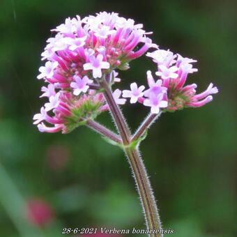 Verbena bonariensis