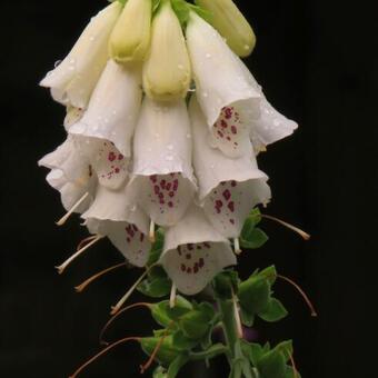 Digitalis purpurea 'Alba'