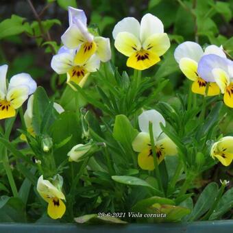 Viola cornuta