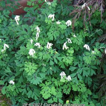 Corydalis ochroleuca