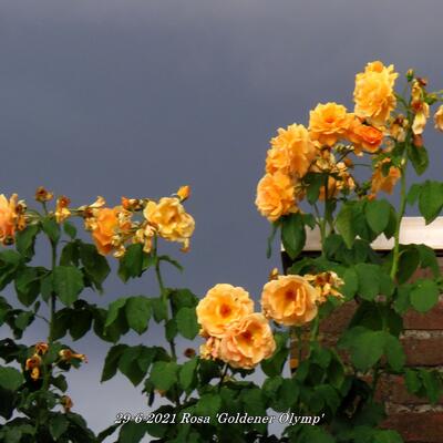 Rosa 'Goldener Olymp' - 