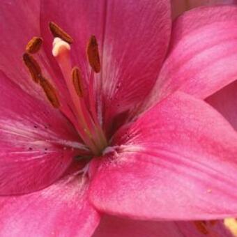 Lilium 'Happy Kiss'