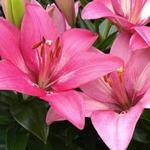 Lilium 'Happy Kiss' - 