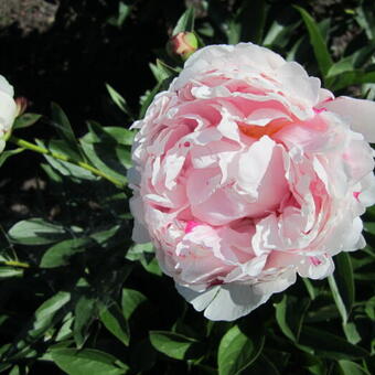 Paeonia lactiflora 'Sarah Bernhardt'