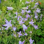 Campanula rapunculus - Campanule raiponce