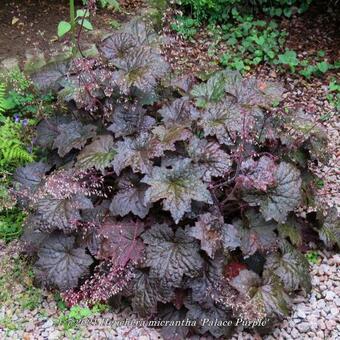 Heuchera micrantha 'Palace Purple'