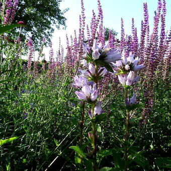 Campanula glomerata