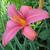 Hemerocallis 'Pink Damask'