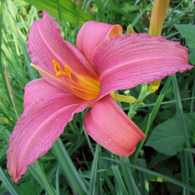 Hemerocallis 'Pink Damask' - Hemerocallis 'Pink Damask'