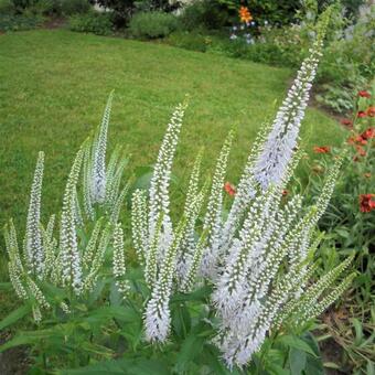 Veronica longifolia 'Alba'