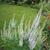 Veronica longifolia 'Alba'