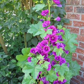 Malva sylvestris