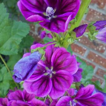 Malva sylvestris