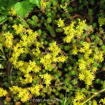 Sedum acre