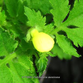 Calceolaria mexicana